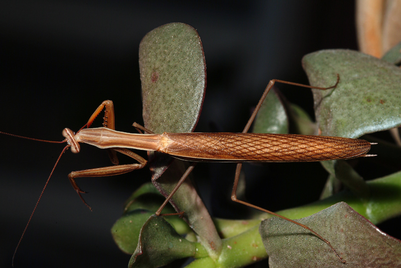 Maschio di Mantis religiosa